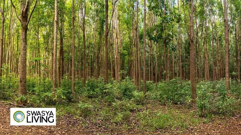 Mahogany Tree Farming Uses and Benefits: A Sustainable and Lucrative Venture