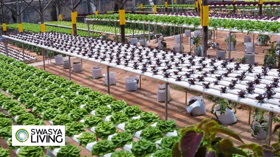 What are Urban Farms? Discover the Benefits of Urban Farms!