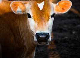 A2 Cows