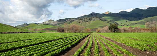 Open Farmlands