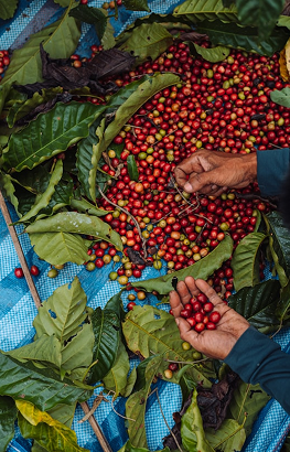 Coffee Plantations