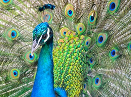Wild Peacocks