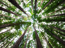 Forrest Canopy